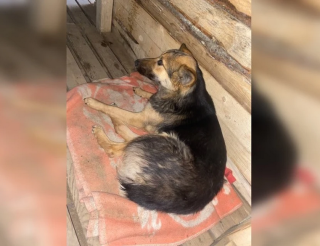 Героическая собака Леся спасла бойца в зоне СВО 